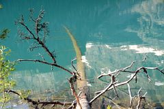 11 Tree Trunk Submerged In Lake O-Hara Morning.jpg